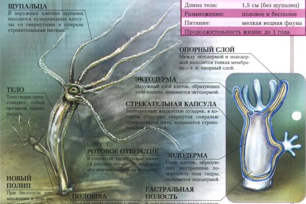 Кракен даркнет поддержка