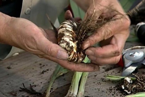 Оригинальная ссылка на кракен