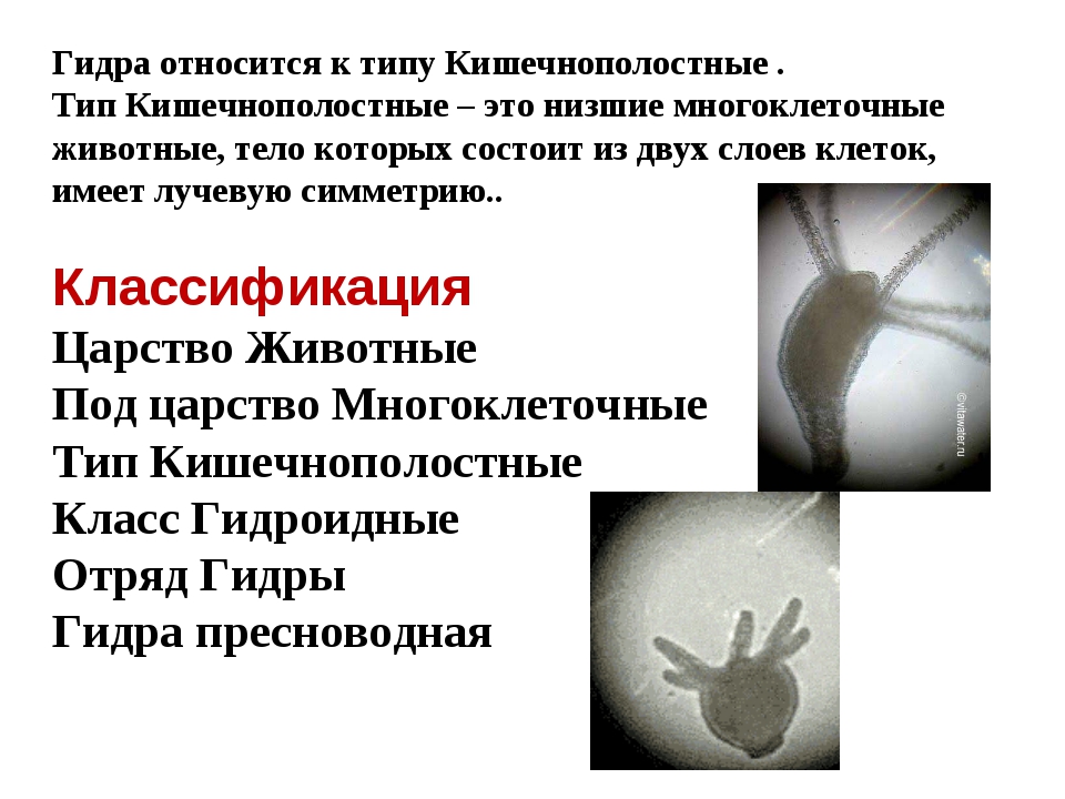 Ссылка на кракен онион